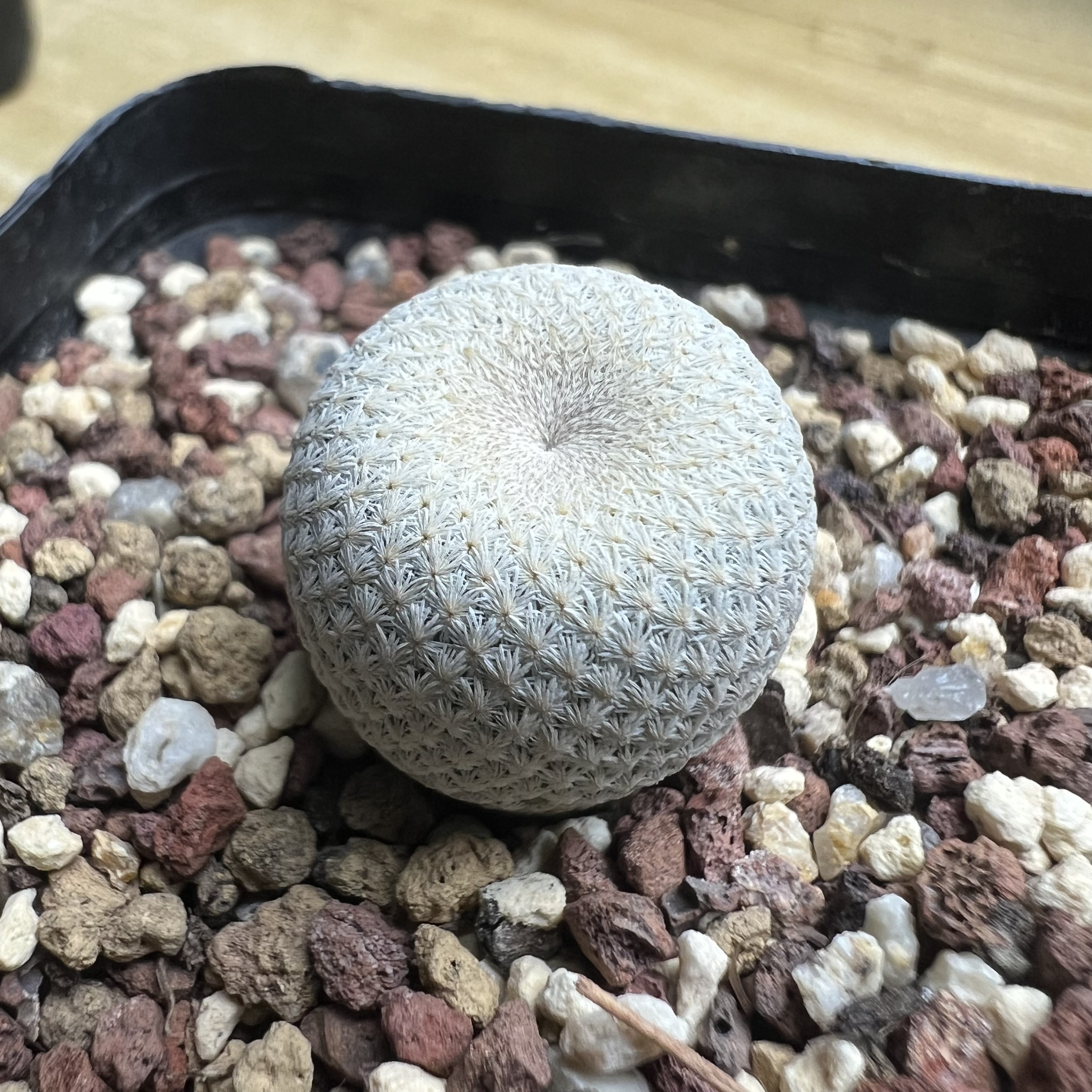 小人帽子月世界属实生仙人球块根多肉植物绿植盆栽花卉卧牛