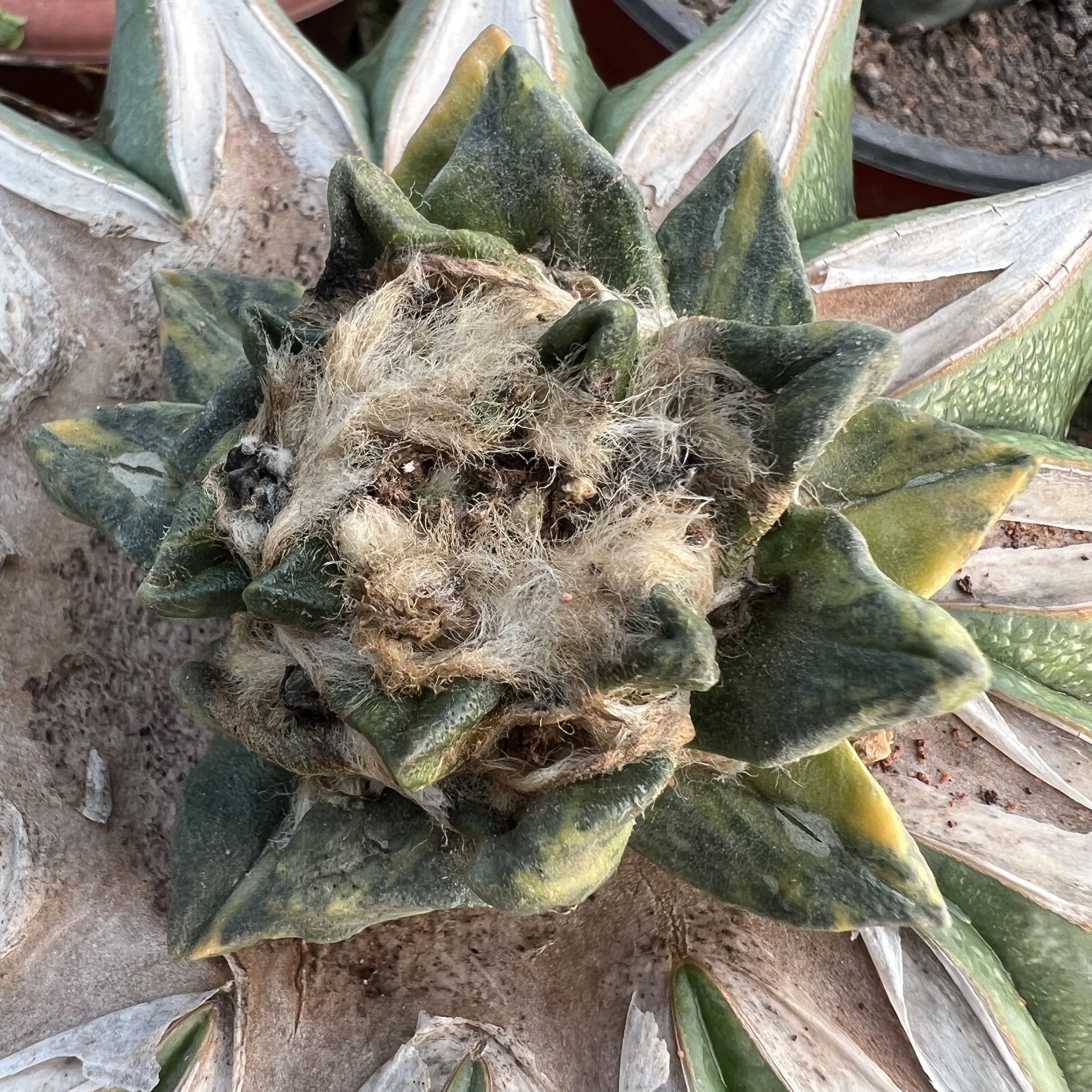 龙角牡丹锦老巨鹫玉嫁接防辐射仙人球多肉植物绿植花卉