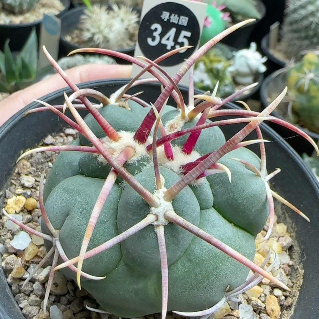19粗太刺高木绯冠龙实生5.2厘米