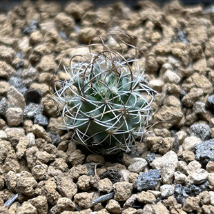 草刺娇丽实生仙人球块根多肉植物绿植盆栽花卉龙舌兰