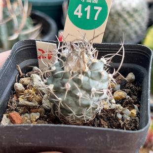 14实生狂刺娇丽一棵