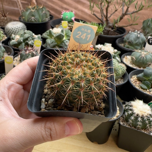 15实生南国玉照姬丸4.7cm