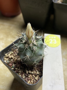 3实生强刺黑枪玉3.4cm