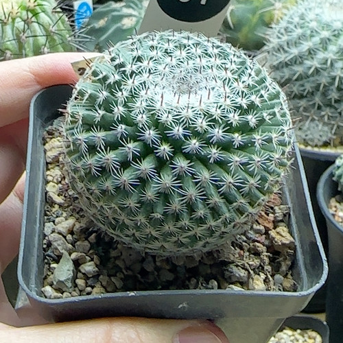 31实生欧系恋山彦5.2cm