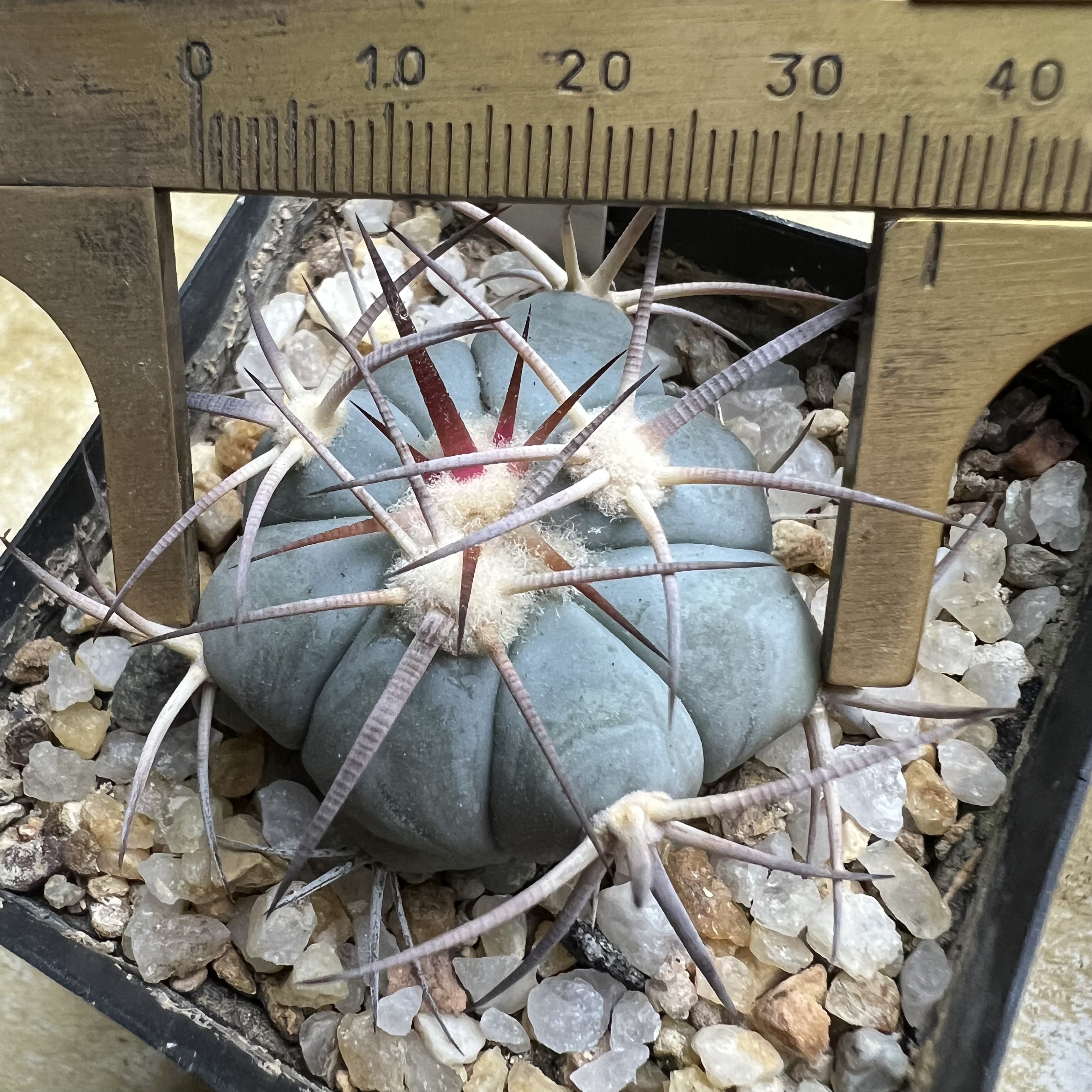 雷帝平丸实生防辐射仙人球块根多肉植物绿植盆栽花卉