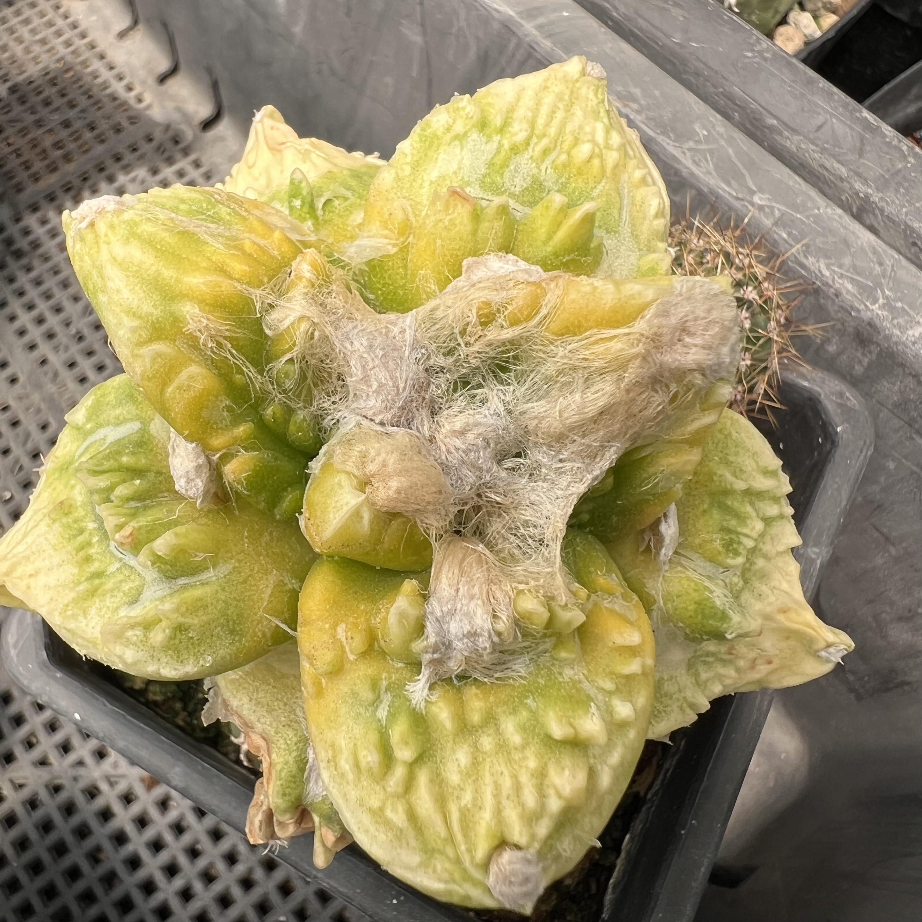 怒涛牡丹锦草球嫁接防辐射仙人球块根多肉植物绿植盆栽花卉