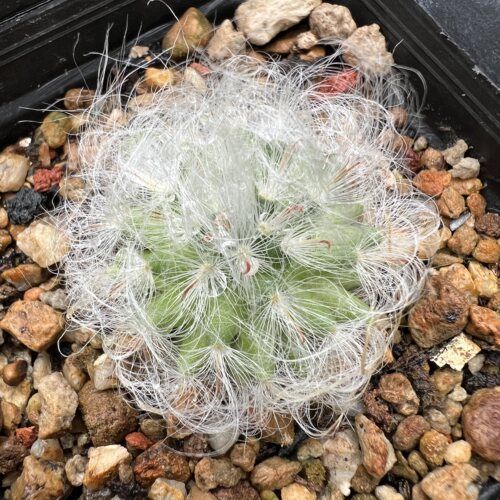 白毛高砂量拍实生仙人球块根多肉植物绿植盆栽花卉龙舌兰