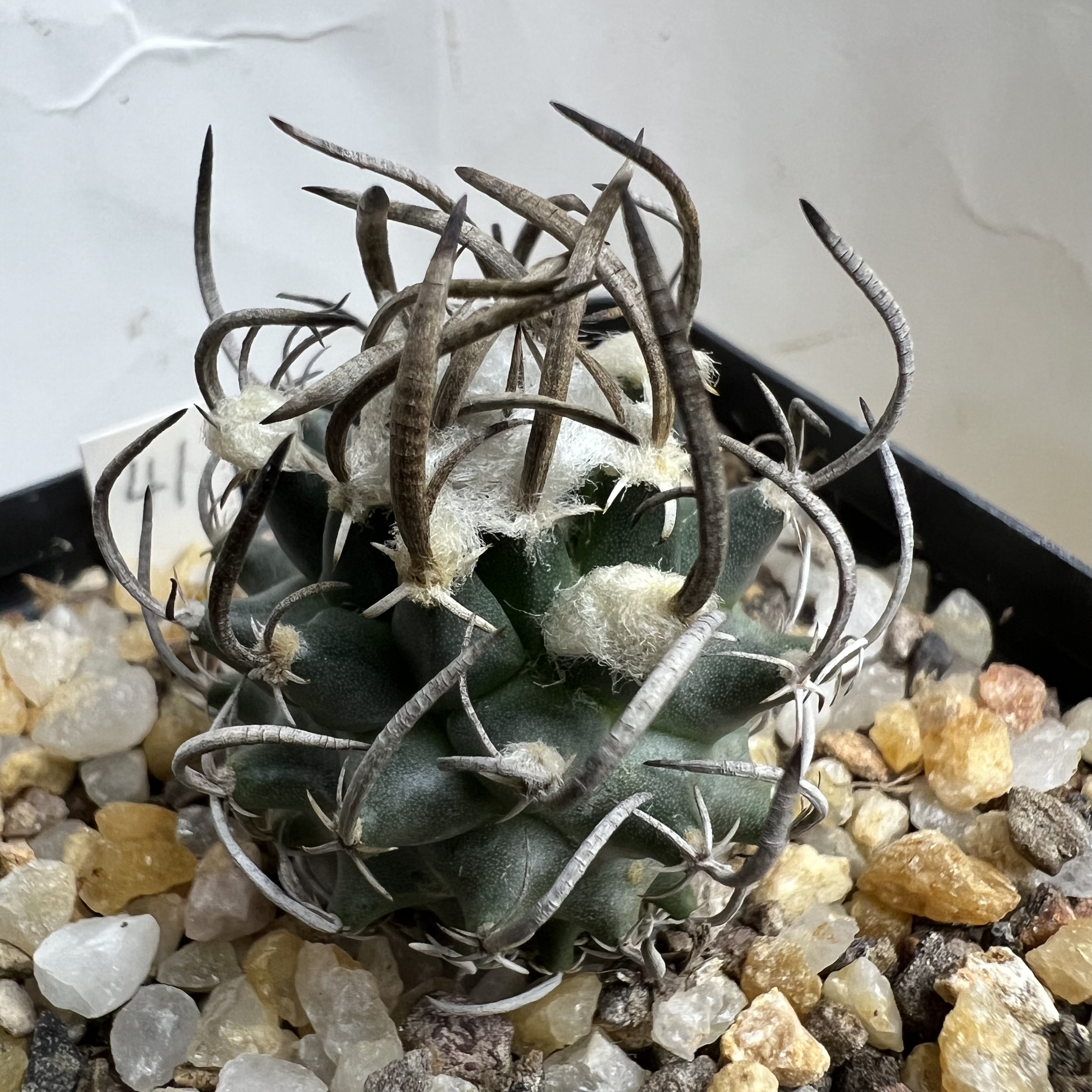 多毛升龙丸娇丽实生防辐射仙人球块根多肉植物绿植盆栽花卉