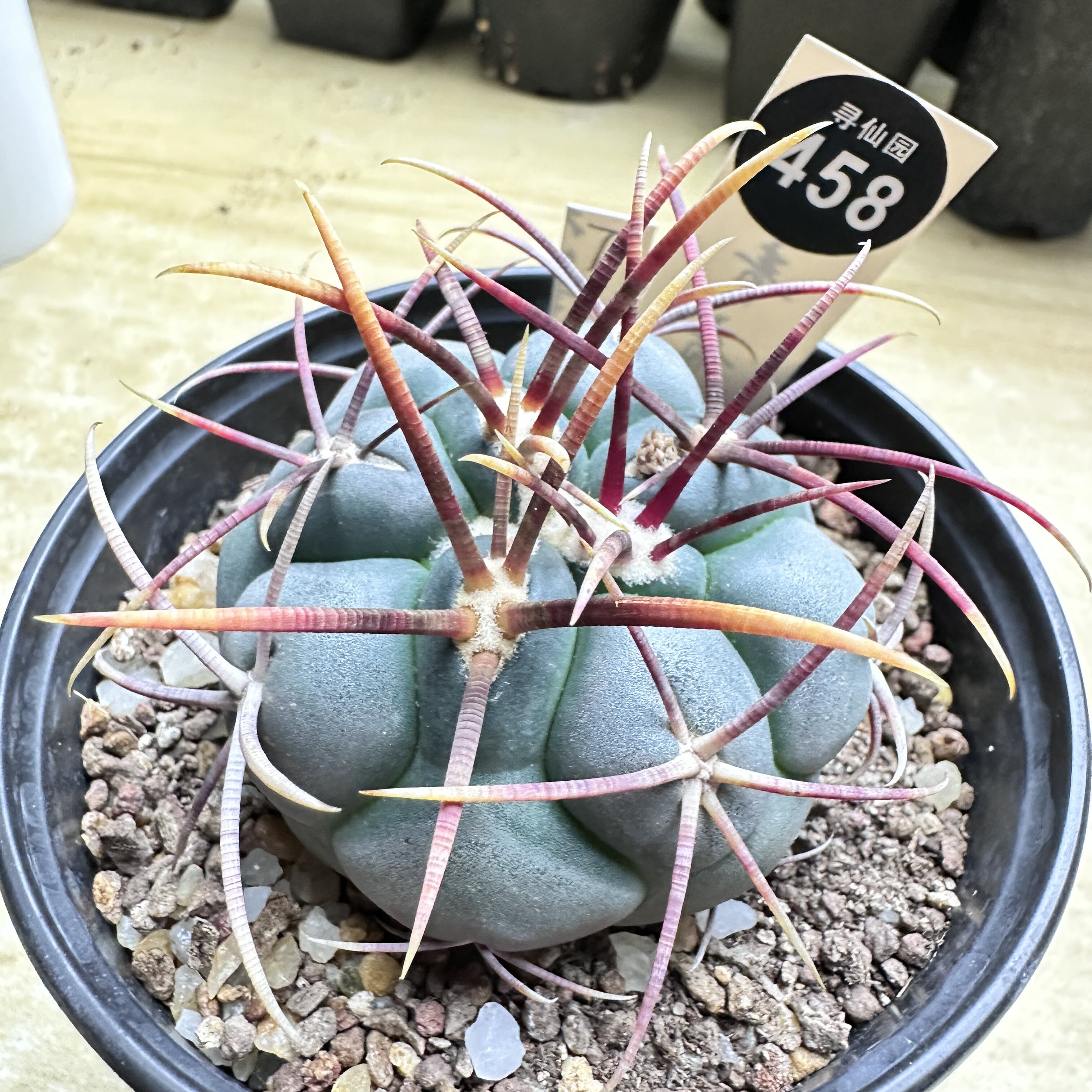 21实生狂刺泰刺高木绯冠龙6cm