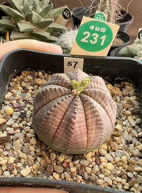 22实生艳肌布纹球4.1cm