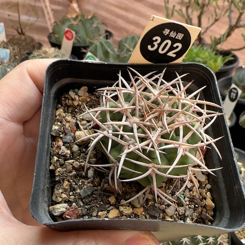 30实生密刺碧岩玉一颗