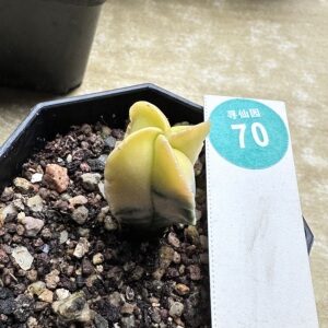 30实生四角鸾凤玉锦2.3cm
