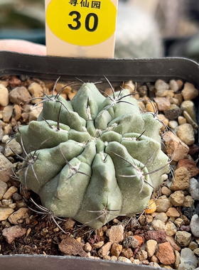 22实生白肌黑刺素妆玉4.1cm