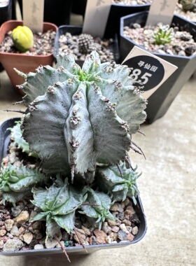 30实生特白肌白衣魁伟玉群