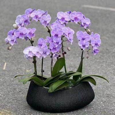 北欧极简风蝴蝶兰花盆