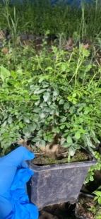 对接白蜡 三角枫 红枫 榆树 长寿梅 黄杨 黑松等一物一拍