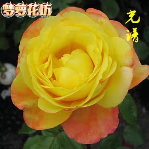 北京基地 北京绿化专用月季马路边隔离带大藤本变色月季光谱国月