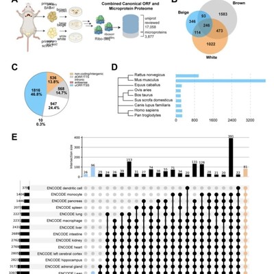 分子对接Gromacs模拟DFT计算Pymol网络药