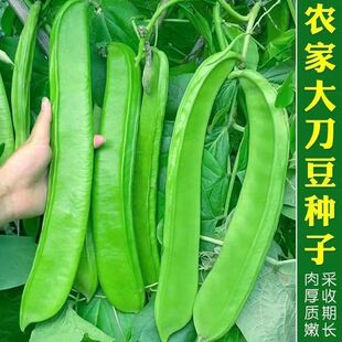摘不败大刀豆种子早熟高产特大豆角种子四季庭院田园春季蔬菜种子