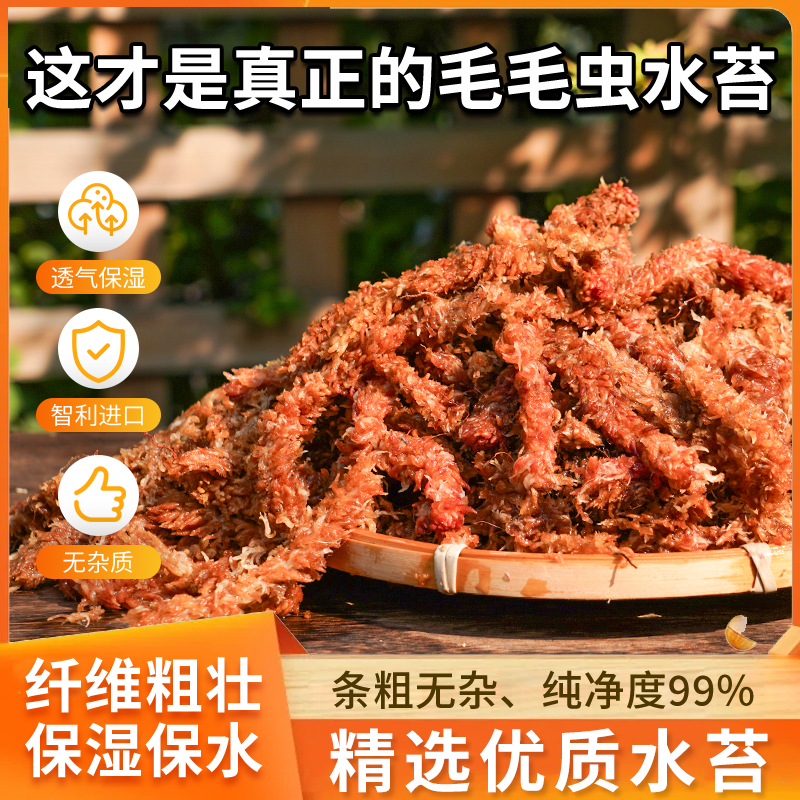 智利进口毛毛虫水苔七星干苔藓蝴蝶兰花专用土基质乌龟冬眠垫材