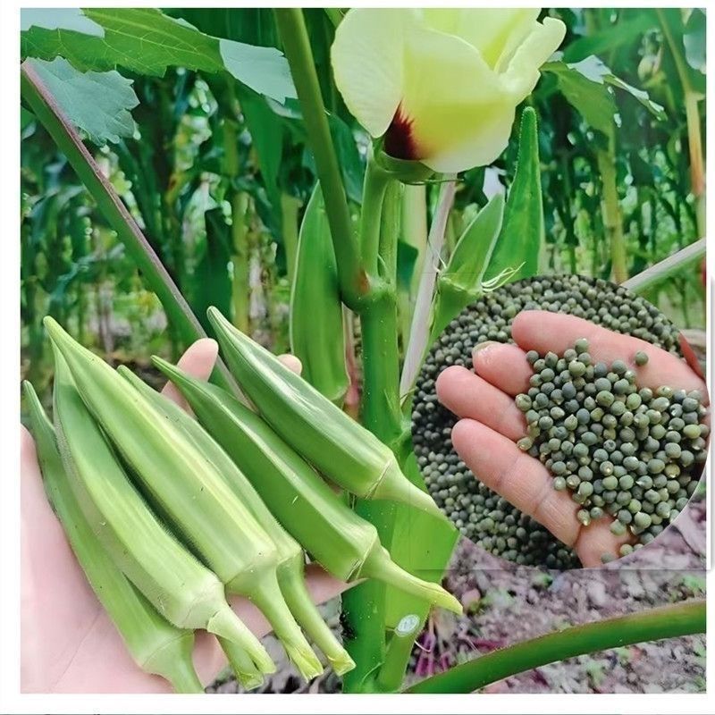 水果秋葵不易老黄秋葵农家种植新鲜时令蔬菜包邮可生吃的奶油秋葵