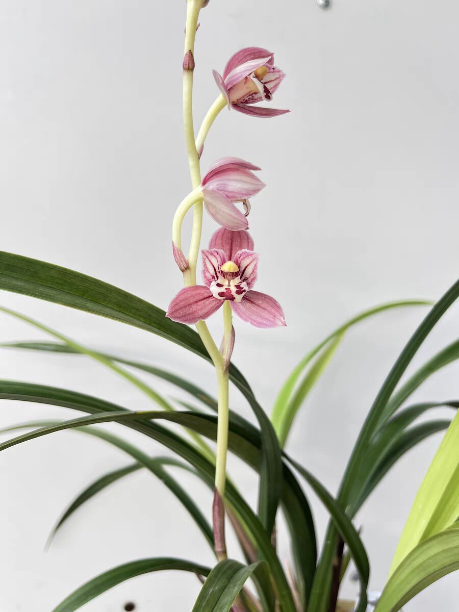 精品兰建兰红玉室内盆栽浓香型兰花苗建兰室内绿植花卉夏秋开花