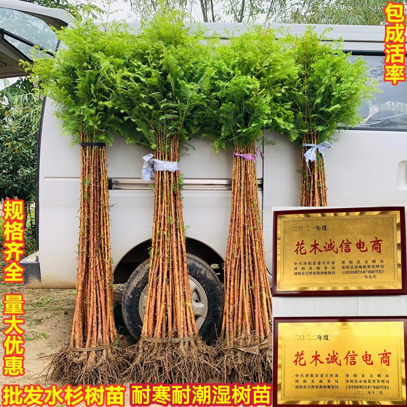 速生水杉苗落羽杉树苗庭院道路农田护坡占地水边耐水耐寒水杉树苗