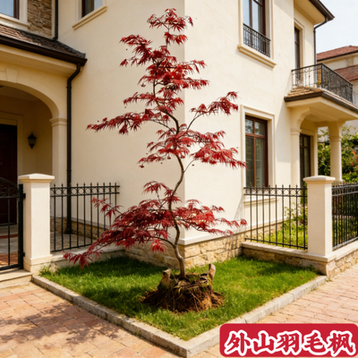外山羽毛枫约旦枫流泉枫盆栽地栽