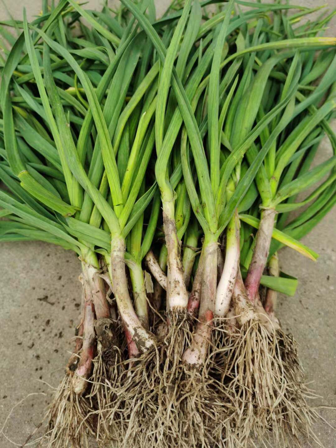 农家新鲜现挖红皮大蒜青蒜青叶嫩绿大蒜苗香蒜苗应当季时令蔬菜