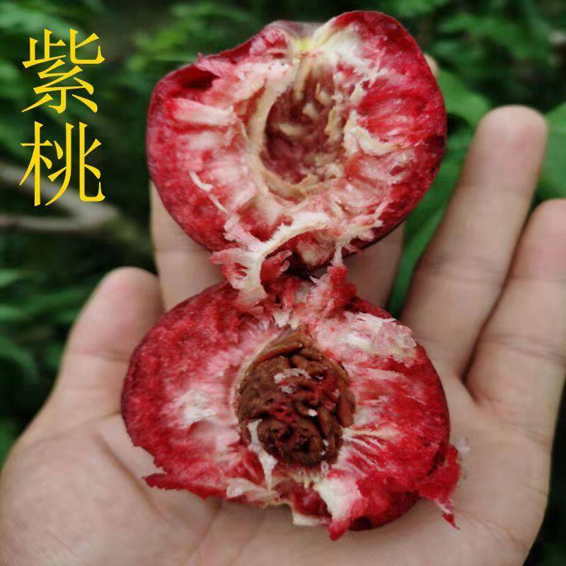 现货发货中如皋富硒紫桃农家自种现摘现发无公害离核孕妇水果
