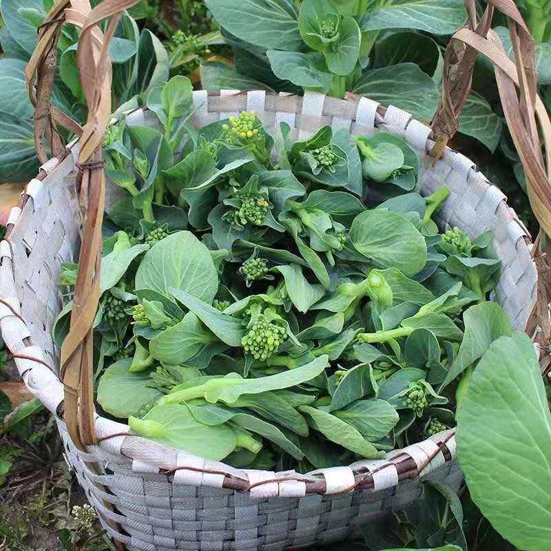 如皋霜冻青菜苔菜心白菜苔甜糯嫩菜心当季时令菜新鲜蔬菜油菜苔