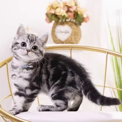 本地纯种美短猫活体虎斑猫矮脚猫小猫活物宠物猫咪