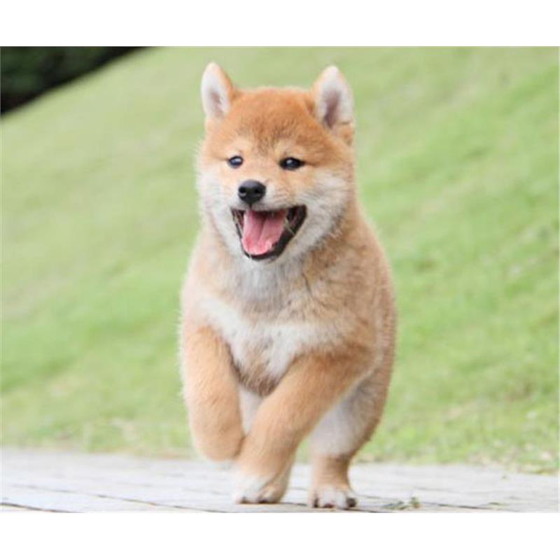 本地纯种柴犬幼犬活体双血统小型日本赤柴黑白豆柴秋田宠物狗
