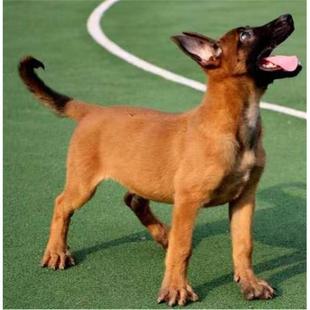 本地纯种马犬幼犬活体宠物军犬警犬大型狼狗猎狗看家护卫狗狗