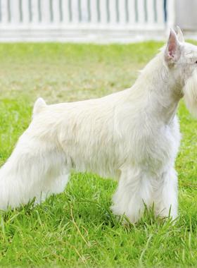 本地纯种雪纳瑞幼犬飞耳黑银椒盐白色米奇耳色迷你家养宠物狗