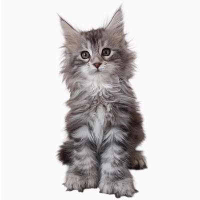 纯种缅因猫幼猫烟灰黑棕虎斑缅因长毛猫俄罗斯巨型猫咪活体