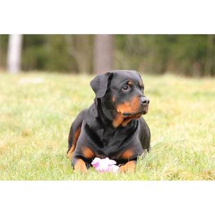 本地纯种罗威纳幼犬大头活体防爆犬护卫犬军犬家养宠物狗狗