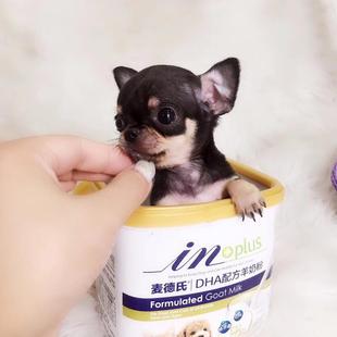 本地吉娃娃幼犬小型纯种黄白花铁包金黑白花小体长不大茶杯犬