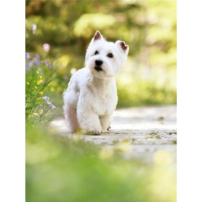 本地纯种西高地白梗幼犬西部高地白梗宠物狗活体小型家养狗狗