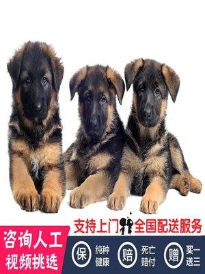 福州纯种德牧赛级德国牧羊犬大型犬弓背黑背警犬幼犬活体宠物狗狗