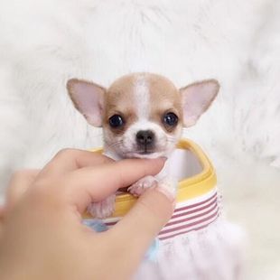 本地吉娃娃幼犬小型纯种黄白花铁包金黑白花小体长不大茶杯犬