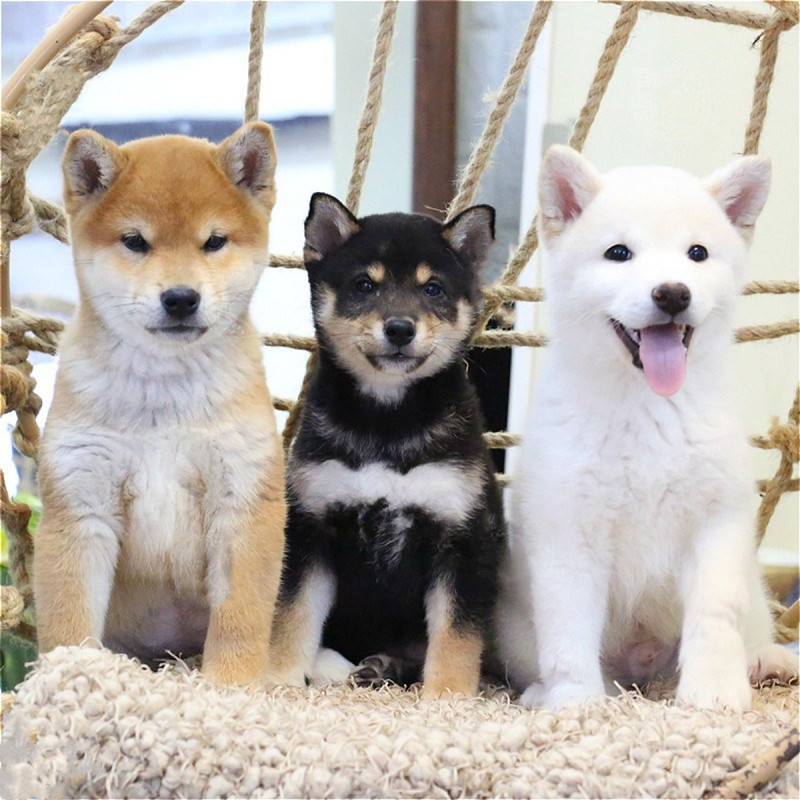 本地纯种柴犬幼犬活体双血统小型日本赤柴黑白豆柴秋田宠物狗