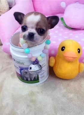 本地吉娃娃幼犬小型纯种黄白花铁包金黑白花小体长不大茶杯犬