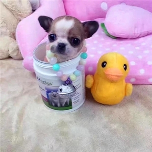 本地吉娃娃幼犬小型纯种黄白花铁包金黑白花小体长不大茶杯犬