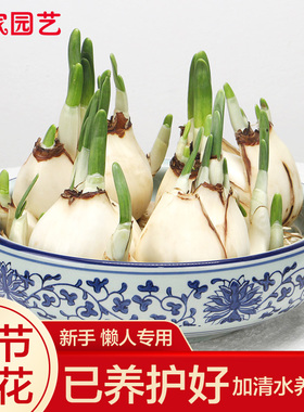 剥好皮养护好水仙花种球发芽水养植物水培冬季春节开花带芽漳州