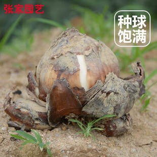 [单粒]正宗水仙花种球室内水养冬季花卉漳州水仙花球水培盆栽