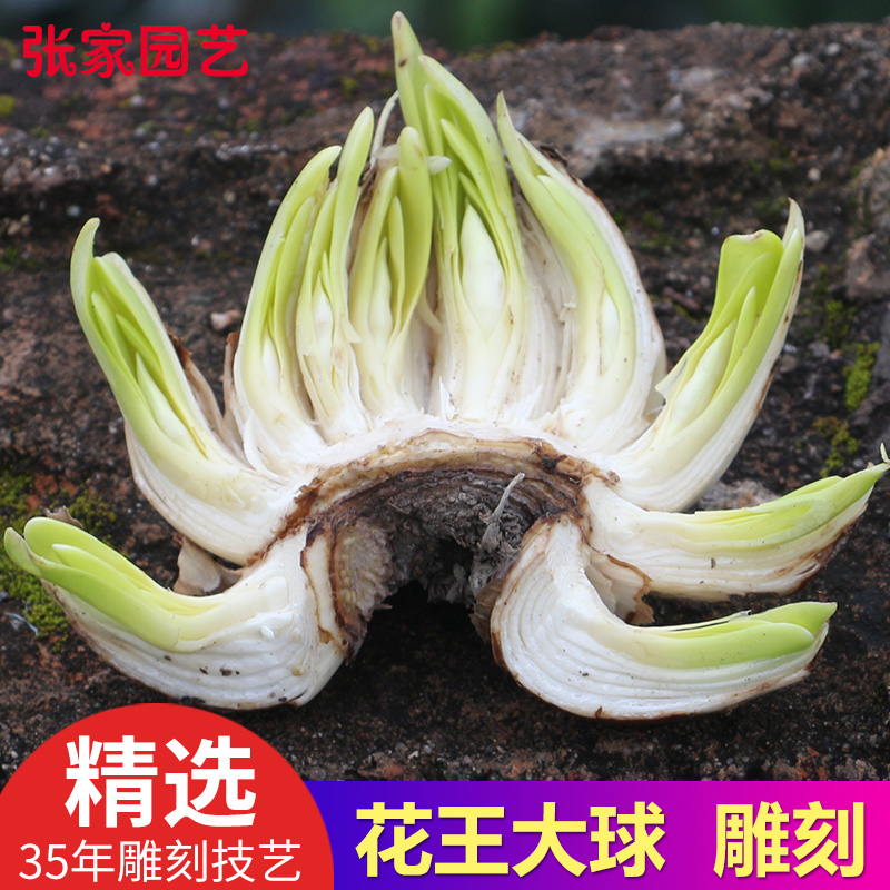 【雕刻水仙】水仙花种球水仙雕刻好室内水养冬季花卉盆栽花种子