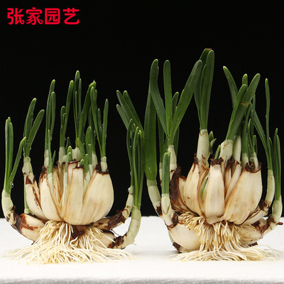 漳州水仙花养护好切八字冬季花卉