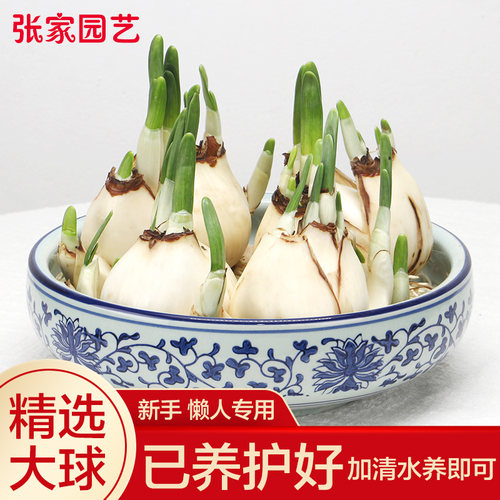 水仙花种球漳州养护发芽水培