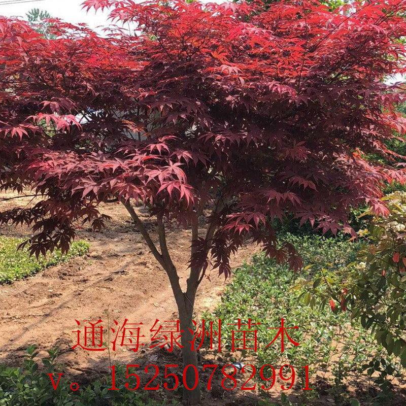 红枫树苗庭院绿化树苗四季种植日本红枫中国红枫盆栽